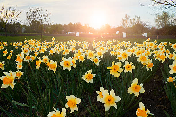 istock Wild daffodils in the garden 520653074