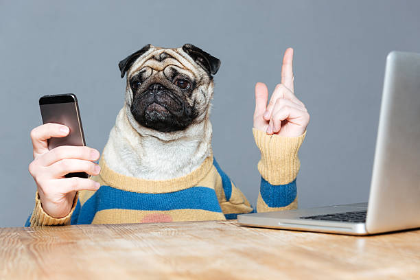 istock Dog with man hands using mobile phone and pointing up 520653190