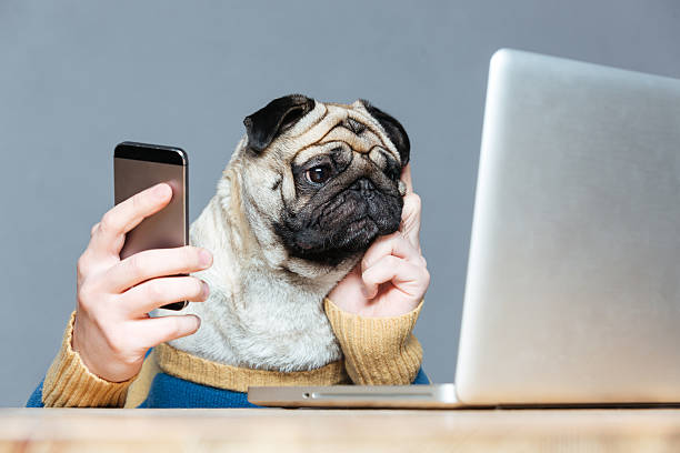 doguillo perro con hombre manos usando la computadora portátil y teléfono celular - animal cell fotografías e imágenes de stock