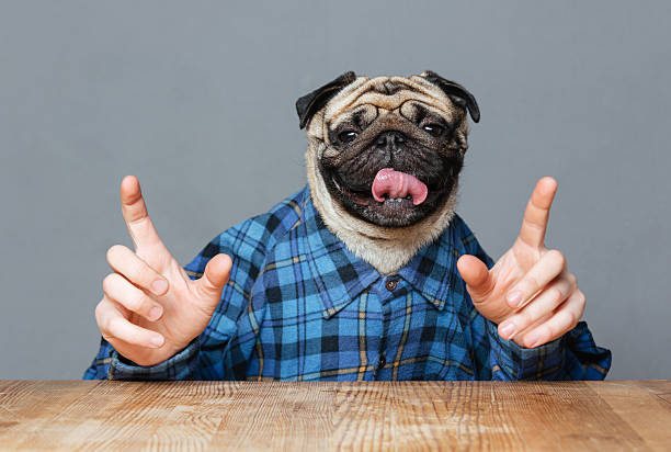 istock Man with pug dog head in checkered shirt pointing up 520654230