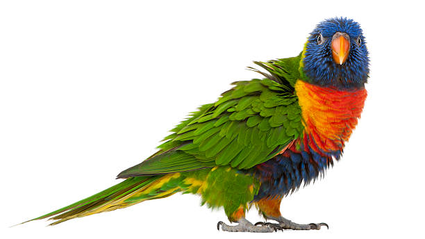 Rainbow Lorikeet, Trichoglossus haematodus, 3 years old, standing Rainbow Lorikeet, Trichoglossus haematodus, 3 years old, standing in front of white background lorikeet stock pictures, royalty-free photos & images