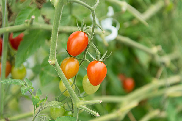 istock Pre-harvest of tomatoes 520655894