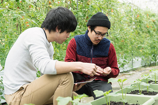 istock Two farmers working with Digital tablet in a greenhouse 520655972