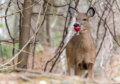 A young deer eating a red apple. She is standing in the woods. Focus is on her face. There is room for text.
