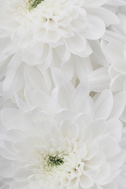 istock Chrysanthemum flowers, floral texture wallpaper or background 520657804