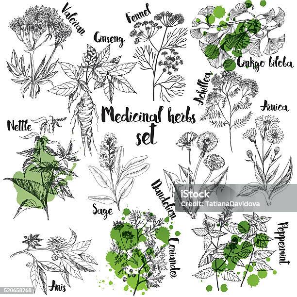 Organic Herbs Set Of Label Stock Illustration - Download Image Now - Ginseng, Fennel, Illustration