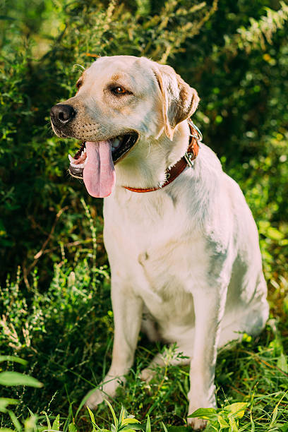 istock Happy White Labrador Dog Sitting In Grass, Summer Park 520658302