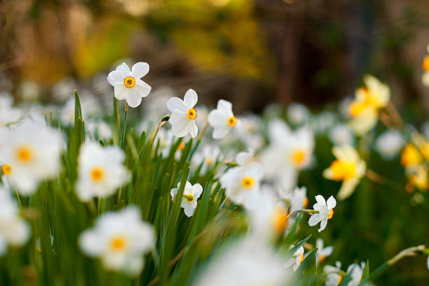 istock Poet's daffodil in the garden 520658384