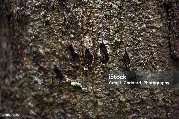 Indonesia Tree Scratched By A Sun Bear Stock Photo - Download Image Now - Lampung, Bear, Horizontal