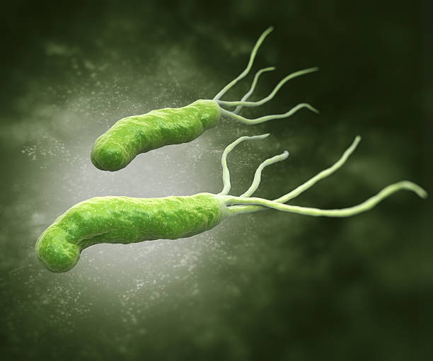 helicobacter pylori - pylori fotografías e imágenes de stock