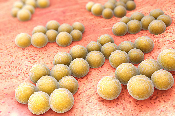 staphylococcus aureus - mrsa infectious disease bacterium science fotografías e imágenes de stock