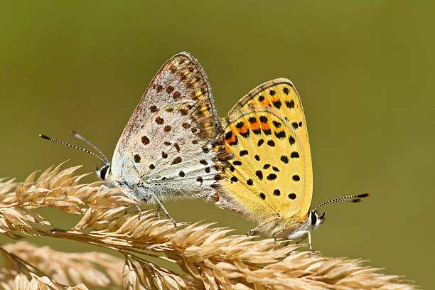 istock Couple of Sooty copper Mating 520658803