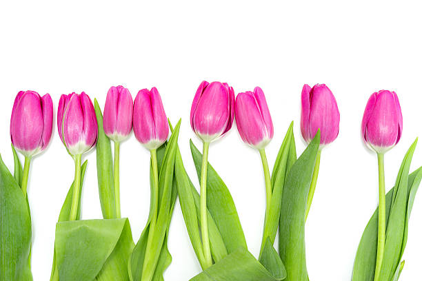 istock Row of long, pink Tulips 520658848