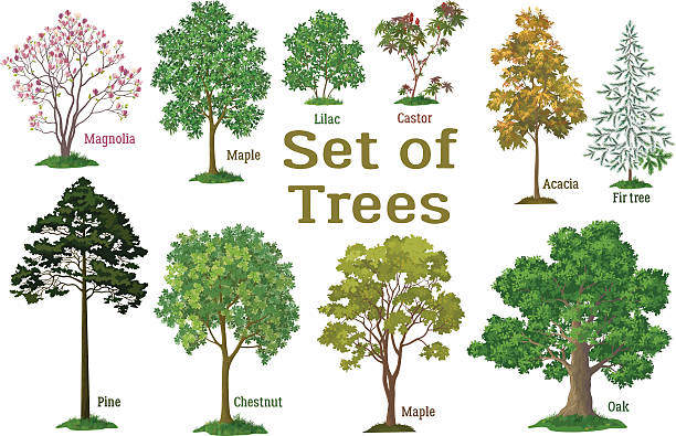 ustaw roślin, drzew i krzewów - maple stock illustrations