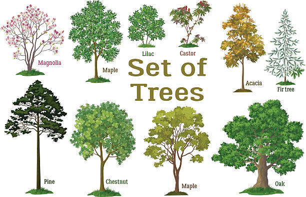 Set Plants, Trees and Bushes Set Isolated on White Background Spring and Summer Plants, Trees and Bushes, Magnolia, Maple, Lilac, Castor, Acacia, Fir, Pine, Chestnut, Maple, Oak and Green Grass. Vector pine tree illustrations stock illustrations