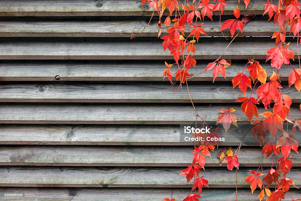 Red creeper Red creeper leaves on wooden wall at autumn Autumn Stock Photo