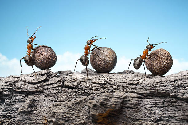 istock team of ants rolling stones on rock, teamwork 520659397