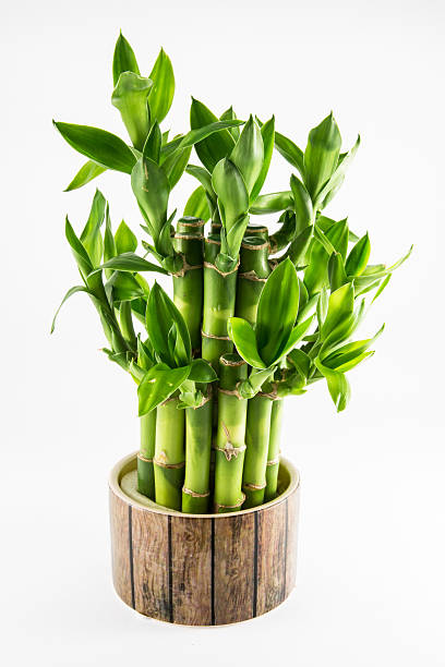 Isolated lucky bamboo plant stock photo