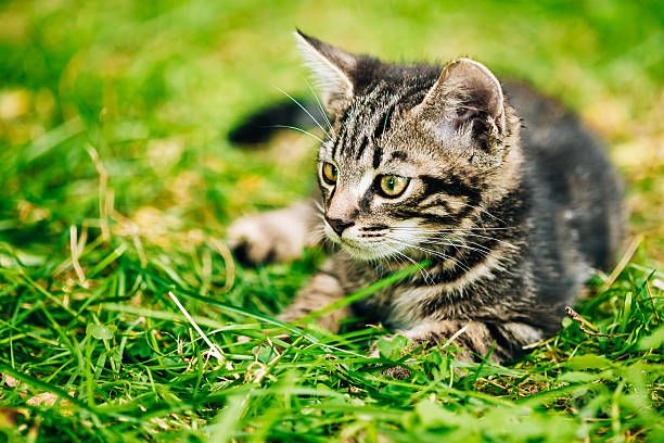 istock Playful Cute Gray Cat Kitten Play In Grass Outdoor 520659658