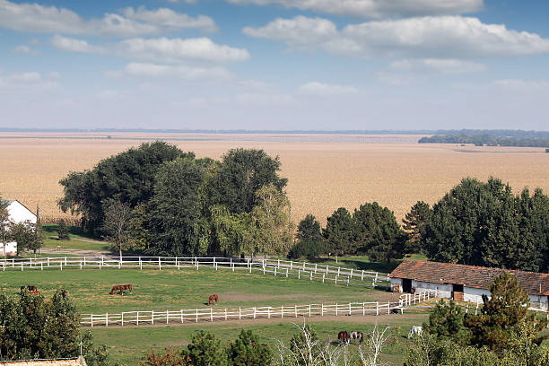 horses in corral on farm landscape