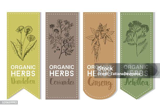 Organic Herbs Label Of Dandelion Coriander Ginseng Achillea Stock Illustration - Download Image Now