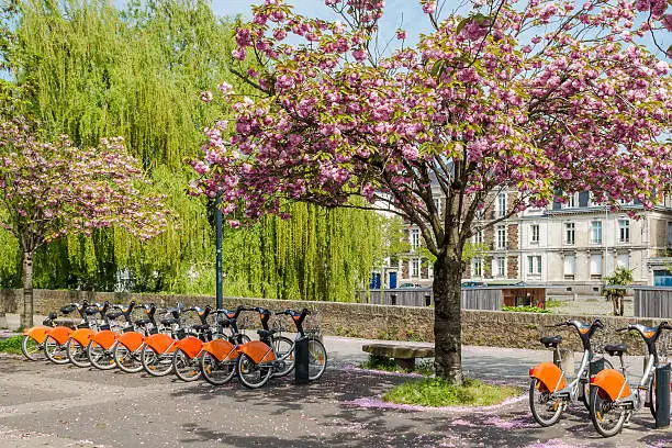 cherry blossoms in the park of the French city of Nantes is harmonious with bicycles that can be rented to explore the city.   
