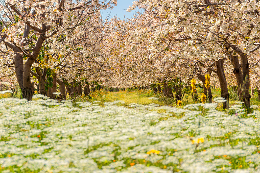 Springtime.Row of cherry trees in bloom in a field with wild flowers.