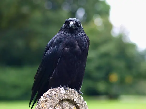 Black Carrion Crow (Corvus corone) looking in the camera in a park