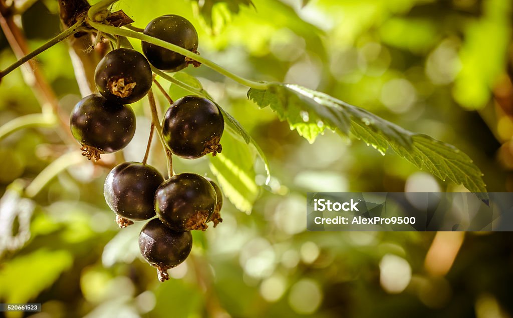 Bunch of black currant Agriculture Stock Photo