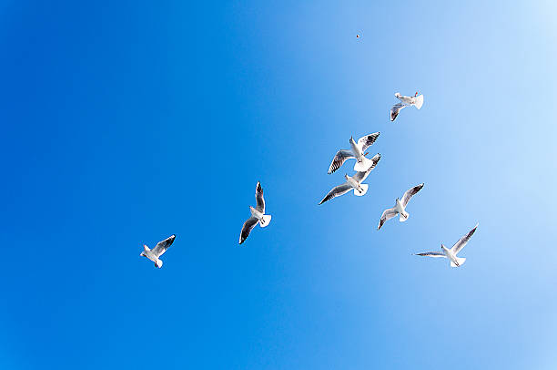 istock small flock of seagulls 520661624