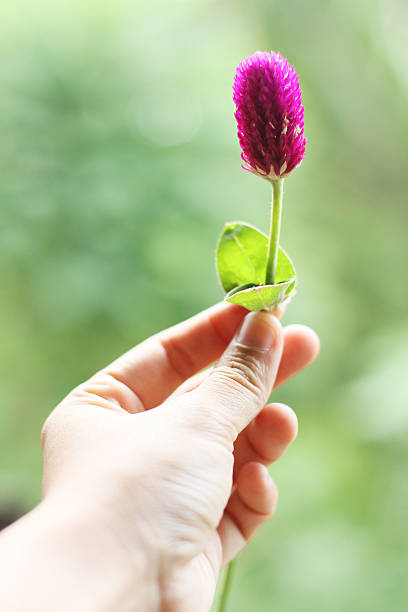 istock hand holding Globe Amaranth flowers 520661662