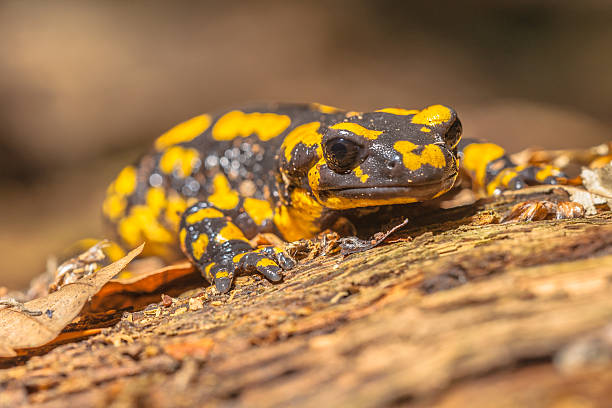 istock Salamandra in Natural Habitat 520661677