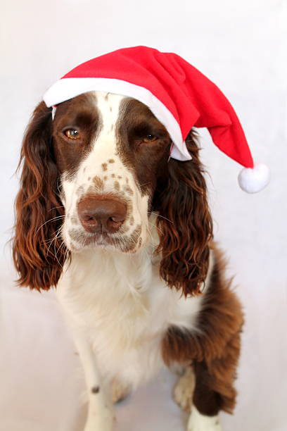 Adorable Christmas dog with Santa hat.