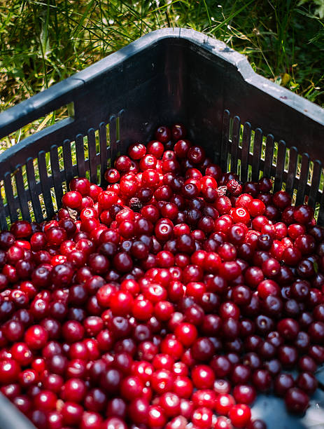 Fresh Sour Cherries