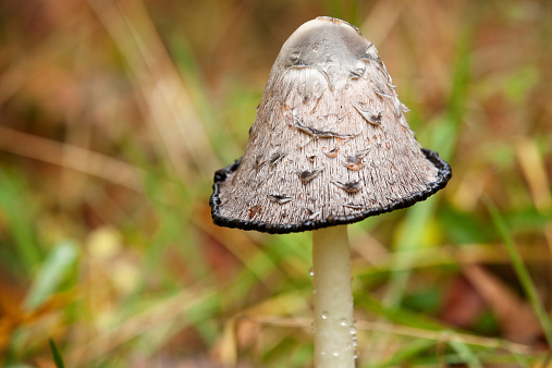 A single mushroom growing on the forest floor.