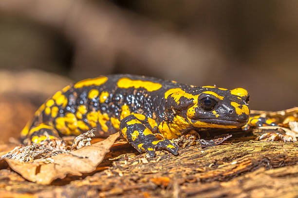 istock Fire Salamander (Salamandra Salamandra) in Natural Habitat 520662613