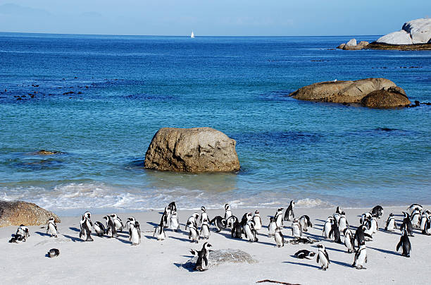 istock penguin colony on the ocean beach near Capetown 520664307
