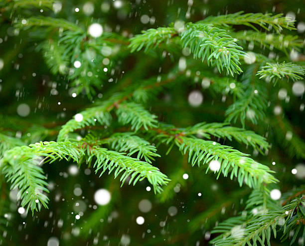 istock Background of Christmas tree branches. Snowing. 520664331