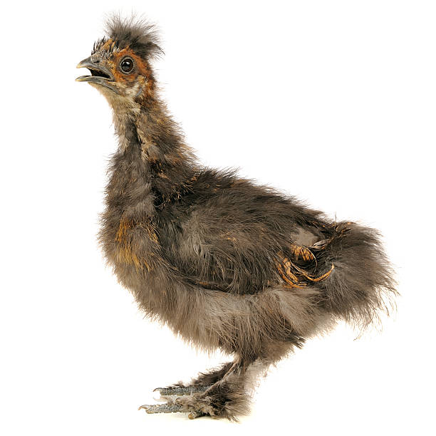 istock Chinese Silkie Baby Chicken with Open Beak 520684935