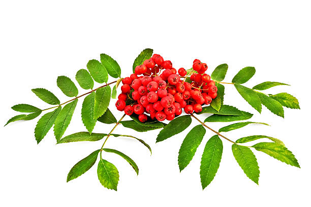 istock Rowan berries are red with green leaves 520685671