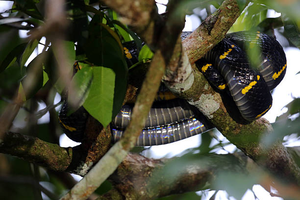 istock Indonesia: Gold-Ringed Cat Snake in Way Kambas 520685757