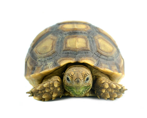 istock african spurred sulcata of white background 520686451