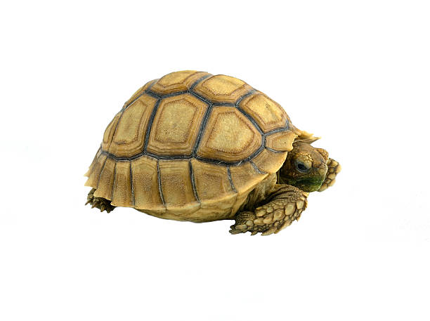istock african spurred sulcata of white background 520686455