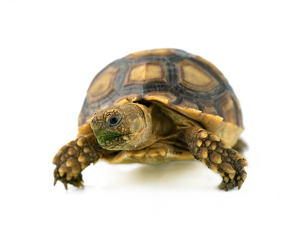 istock african spurred sulcata of white background 520686459