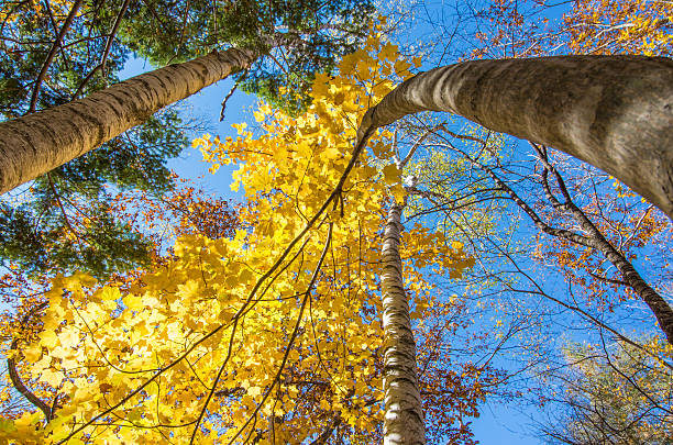istock Birch in Hokkaido 520686769