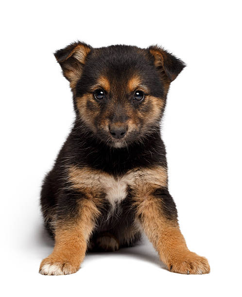 istock puppy mixed-breed  sheep-dog with pooch 520686989