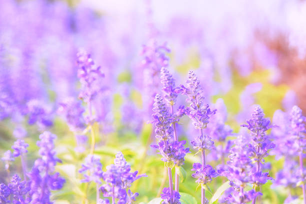 istock Beautiful flower background with Salvia farinacea Benth.(soft focus) 520686999