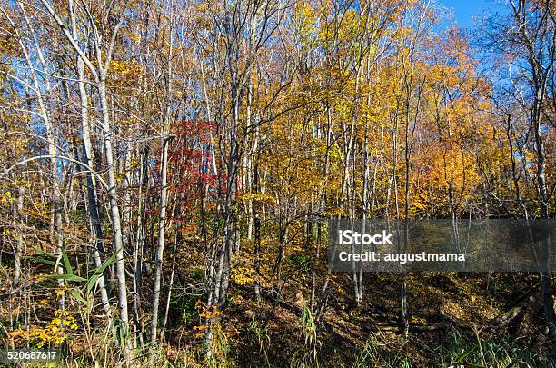 Autumn Birchs Stock Photo - Download Image Now - Autumn, Betula pendula, Hokkaido
