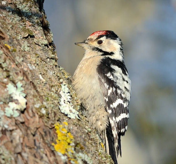 lesser spotted woodpecker (dendrocopos niewielkie) - dendrocopos zdjęcia i obrazy z banku zdjęć