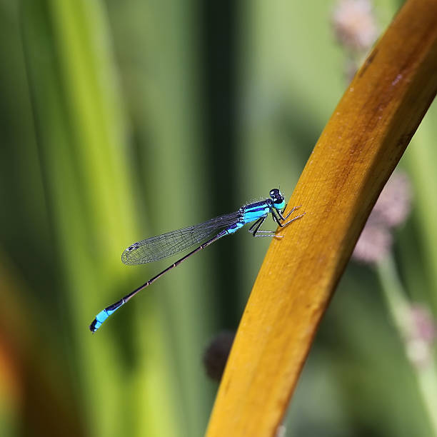 ブルーのドラゴンフライ - wing dragonfly animal eye blue ストックフォトと画像